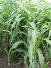 Sorghum Sudangrass, BMR Honey Sweet Hybrid