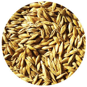 Fall Barley VNS