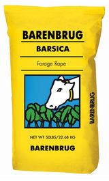 Barsica Rapeseed by Barenbrug