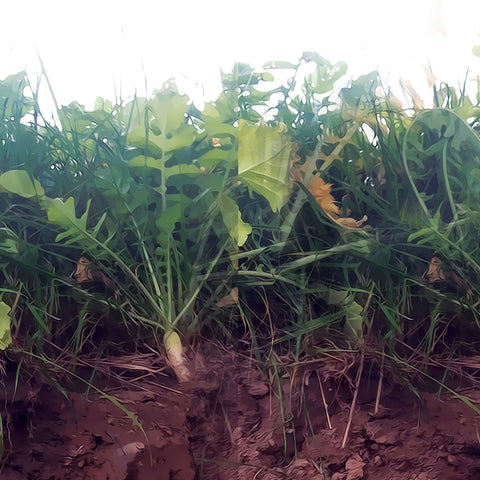 Why Cover Crop Blends Deliver More Than a Single Species Ever Could