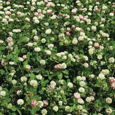 Bolta Balansa Clover, Raw