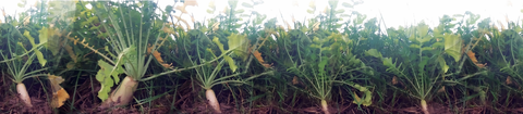 Cover Crop and Forage Seeds