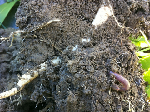 Taproot Radish, Daikon