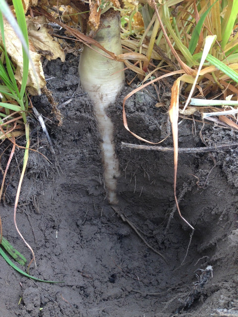 Taproot Radish, Daikon