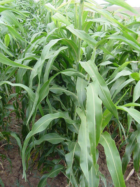 Sorghum Sudangrass, BMR Honey Sweet Hybrid