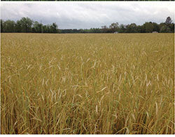Oats, Winter, Brooks
