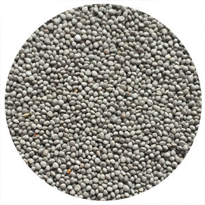 White Clover Seeds: Ground Cover, Forage & Soil Health