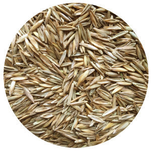 Fescue, Tall, Cajun II