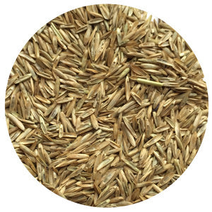 Tetragrain Perennial Ryegrass