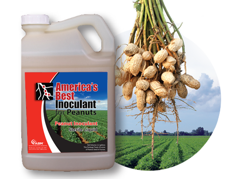 ABI Sterile Liquid for Peanuts Inoculant (2.2 Gal x 2)