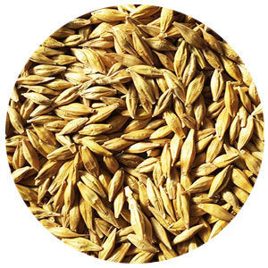 Fall Barley Seed, VNS