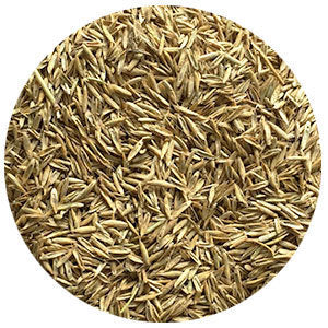 Gulf Annual Ryegrass – Sustain Seed + Soil