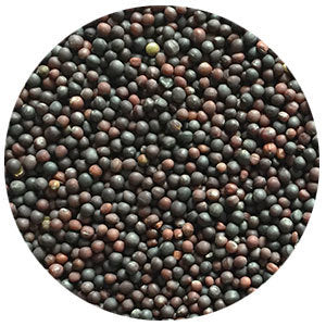 Barsica Rapeseed by Barenbrug