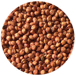 Sorghum Sudangrass, Vigor