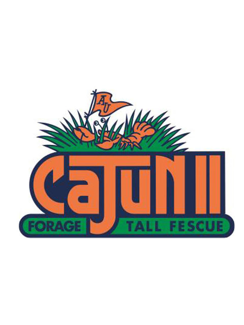Fescue, Tall, Cajun II