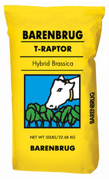 Forage Brassica, T-Raptor by Barenbrug