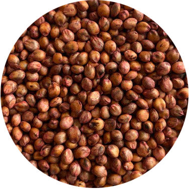 Forage Sorghum, Turbo FS 310